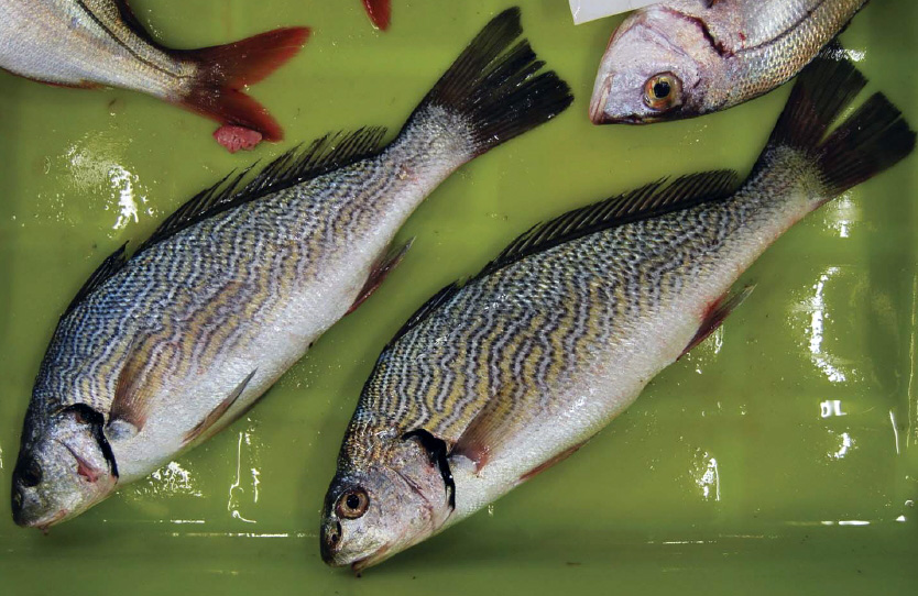 Umbrina cirrosa_02.jpg